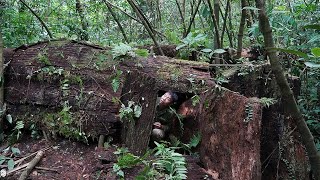 Building ,shelter ,in ,a tree stump ,is ,terrifying ,for ,survivalcentipede, it's really dangerous,