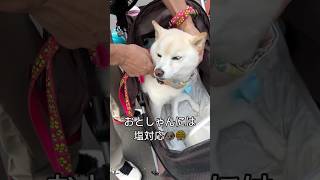 抱っこできない‼️パパに塩対応👨ママに神対応👩　#柴犬　#白柴　#かわいい #犬　#shorts