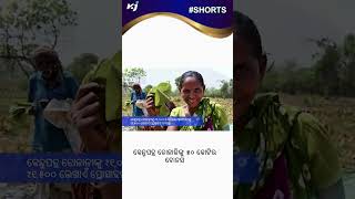 କେନ୍ଦୁପତ୍ର ତୋଳାଳୀଙ୍କୁ ବୋନସ  l ODISHA  l FARMER  l KENDU LEAF BONUS l SHORTS