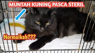 JANGAN KAGET! BEGINI REAKSI KUCING SETELAH SADAR DARI BIUS PASCA STERIL