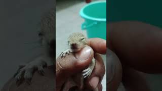 அணில் குட்டி கண்ணை திறந்திடுச்சு #squirell #squirelllife#squirellhouse.