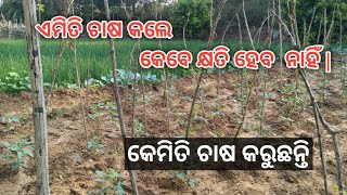 ଝୁଡୁଙ୍ଗ ଚାଷ ସହ ପିଆଜ ଓ ପୋଟଳ ||Long Beans With Onion And Pointed Guard||how to grow yard long beans