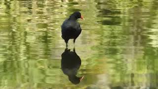 Common Gallinule (Gallinula galeata) Kathryn Abbey Hanna Park