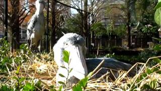 Shoebill Stork   ハシビロコウの日光浴