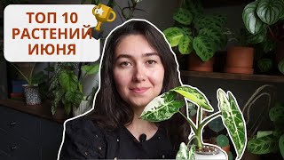 Любимые РАСТЕНИЯ июня 2023 / ОБЗОР 10 любимых растений из КОЛЛЕКЦИИ