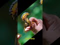 Jewels of the Rainforest: Amazonian Royal Flycatcher