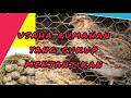 usaha rumahan yg cukup menjanjikan#ternakburungpuyuh#puyuhpetelur#puyuhpedaging#puyuhpalaran