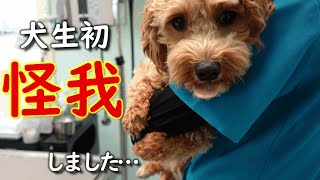 【緊急搬送】愛犬が悲鳴を上げて歩けなくなりました