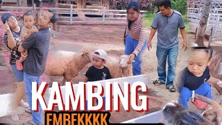 LIHAT KAMBING GAES , MAMA TOLONG DIKRUBUNGI KAMBING EMBEEEEEEKKK