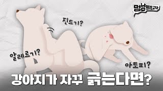 강아지 긁는 이유 4가지! (피부병이나 스트레스가 원인??) | 멍냥백과 EP.18