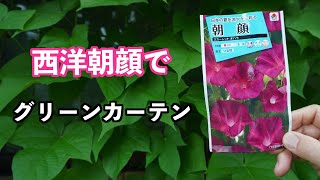 西洋朝顔でグリーンカーテン 8月の様子