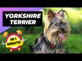 Yorkshire Terrier - In 1 Minute! 🐶 One Of The Smallest Dog Breeds In The World | 1 Minute Animals