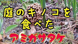 庭のキノコを食べた　アミガサタケは高級食材