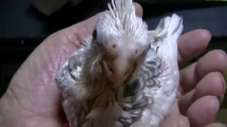 かわいいオカメインコクリアフェイスヘビーパイド