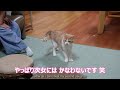 一瞬にして気持ちが次女に向く猫【スコティッシュフォールド】【アビシニアン】