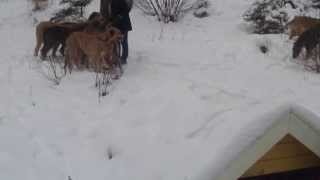 1212 Knut Olav and irish wolfhounds in forest