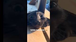 😂funny animal videos that i found for you #61😂