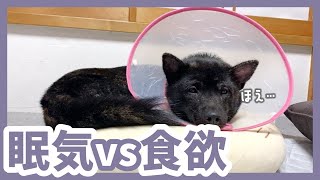 【甲斐犬】寝ぼけてる子犬に｢ごはん食べる？｣と聞いたら反応が可愛すぎました