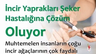 İncir Yaprakları Şeker Hastalığına Çözüm Oluyor