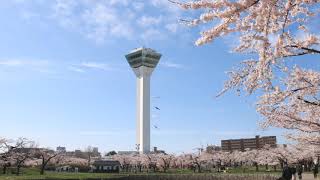 【旅エイター】★桜前線『五稜郭公園①』　北海道函館市・一人旅