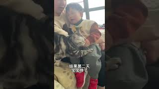 【JoJo也是铲屎官】你以为小猫咪不懂？……我觉得他什么都懂！！！