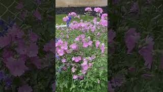 八月花园 Garden in August 20 Malve Moschata Musk Mallow ｜easy-to-grow, long-lived plants 锦葵是花期长寿命长容易打理的花