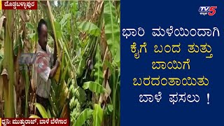 Farmer Ramanna Lost His Banana crops Due to Rain In Doddaballapur | Maralenahalli | TV5 Kannada