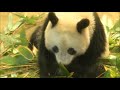 ウマウマな表情がかわいいシャンシャン　 2019.02.08 abc panda movies