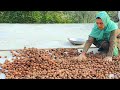 Walnut Harvesting | Walnut Collection | Hunza Valley | Village Cooking | Village Cooking Videos