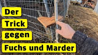 Electric fence against fox and marten First sowing in February Physalis 4k