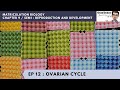 Chapter 9 EP 12 / Sem 1 : Ovarian Cycle  (Matriculation Biology)