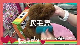 貴婦寶寶沖涼記｜可愛又乖乖 沖涼吹毛剪毛毛｜金牌犬舍