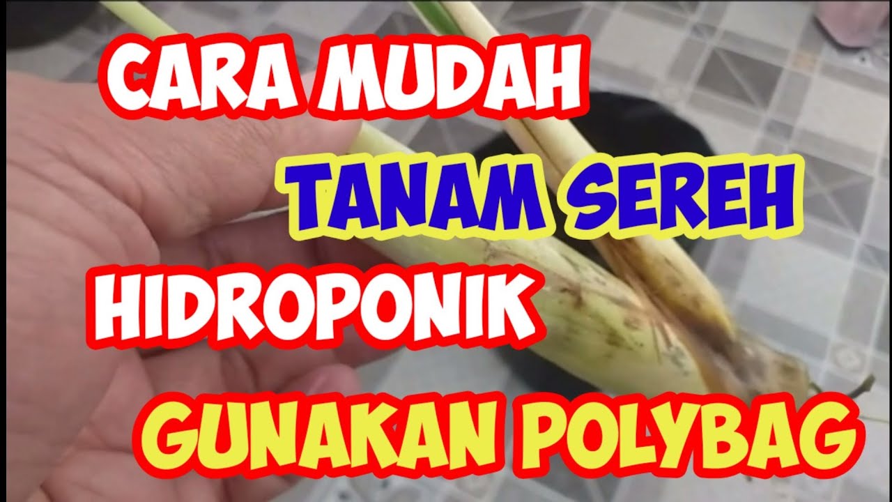 Cara Mudah Tanam Sereh Semi Hidroponik Dengan Polybag - YouTube