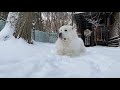 雪の朝は敵（除雪車）が多くて番犬が忙しいルンルンとアランです　great pyrenees　グレートピレニーズ