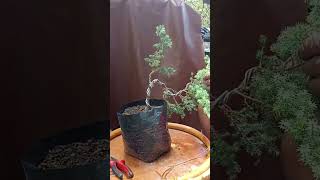 First time wiring a silver pine for Bonsai