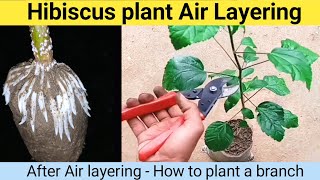 How to plant hibiscus branch | गुड़हल पौधे की Air layering | Hibiscus plant air layering
