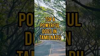 top 4 powerfull dog breeds in tamilnadu#dogs#subscribe