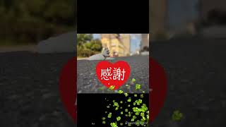 「小網神社」　～都内屈指のパワースポット～　#shorts