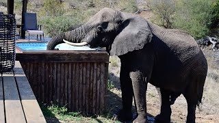 Cheeky Elephant Drinks From Pool