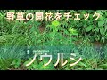 神奈川県・厚木市・愛川町・鳶尾山・・鳶尾山頂のまむし緩衝地帯のチェック、野草の開花状況をチェック