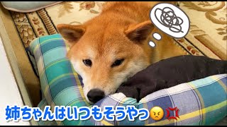 毎度おもちゃを奪いにくる姉犬に弟犬がとった行動が人間らしくて可愛いw