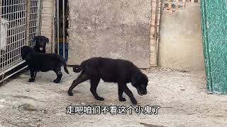 6000块买的马犬真暴躁，140斤重的小伙拉不住，家里千万别养