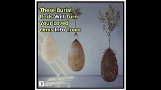 These Burial Pods Will Turn Your Loved Ones Into Trees