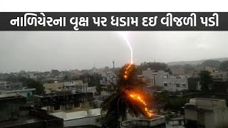 Bhavnagar ના પાલિતાણામાં હાઉસીંગ બોર્ડ વિસ્તારના ઓમ એવન્યુ પાસે નાળિયેરના વૃક્ષ પર વીજળી પડી