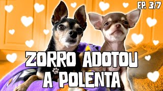 Dia 3 de Convivência e Adaptação da POLENTA COM OS IRMÃOS ZORRO, BOLT E NHOQUE!