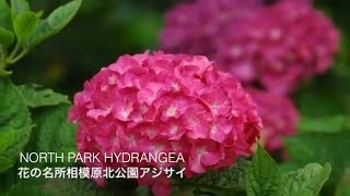 アジサイ1万株花の名所相模原北公園