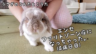 【4病日目】うさぎのごんたがエンセファリトゾーン症になっちゃった〜いよいよ歩くリハビリをします#503