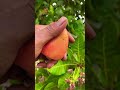 Ternyata penduduk Indonesia banyak yang tidak suka buah ini ????# shortvideo