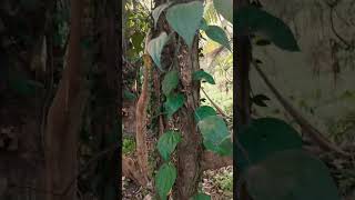 നമുക്ക്‌ ചുറ്റും 🌎🌿🌴🕊️ #gardening #garden