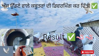ਅੱਜ ਕਬੂਤਰਾਂ ਹੀ deworming 🪱 ਕਰਤੀ 🕊️ ਦਵਾਈ ਦਾ ਬਹੁਤ ਹੀ ਵਧੀਆ ਰਿਜ਼ਲਟ ਆਇਆ ✅